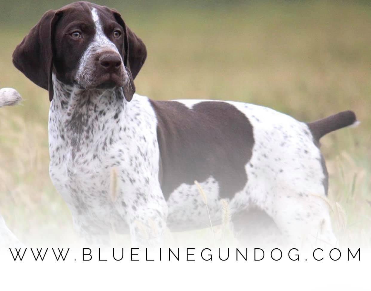 Blue hot sale pointer dog